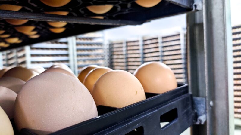 Inside an Egg Hatchery Business